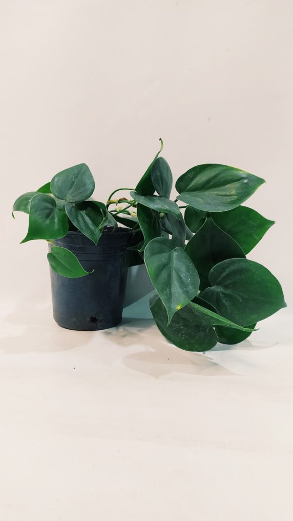 Philodendron Cordatum Verde "S"