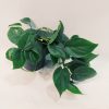 Philodendron Cordatum Verde "S" - Image 3