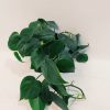 Philodendron Cordatum Verde "S" - Image 2