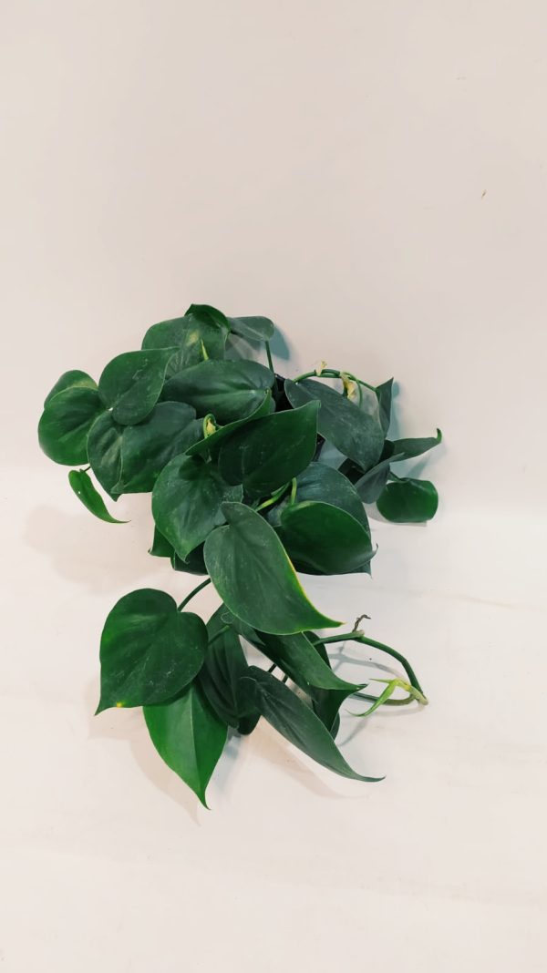 Philodendron Cordatum Verde "S" - Image 2