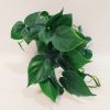 Philodendron Cordatum Verde "S" - Image 4
