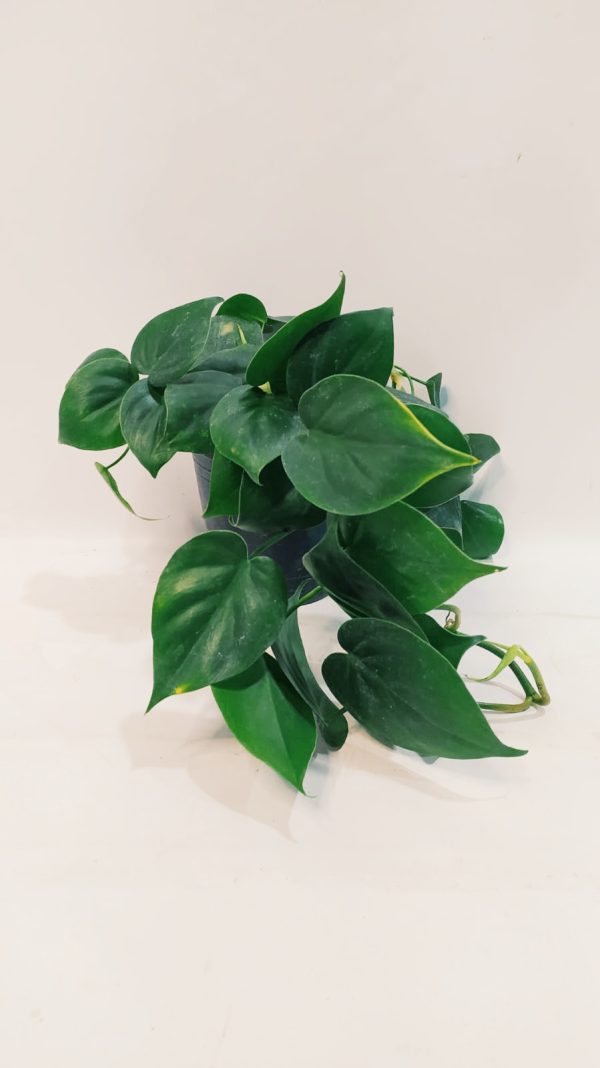 Philodendron Cordatum Verde "S" - Image 4