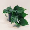 Philodendron Cordatum Verde "S" - Image 5