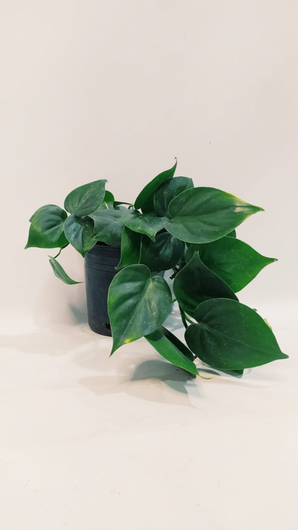 Philodendron Cordatum Verde "S" - Image 5