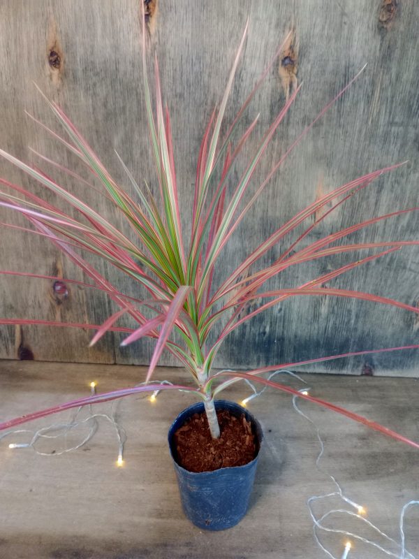 Dracaena Marginta Tricolor Baby" - Image 5
