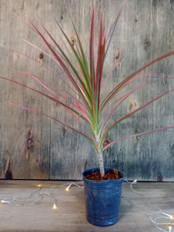 Dracaena Marginta Tricolor Baby" - Image 4