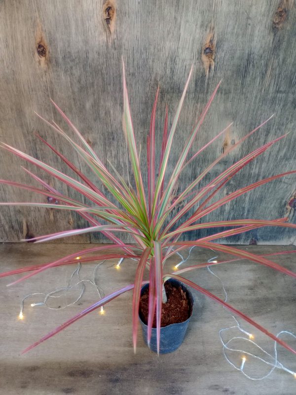 Dracaena Marginta Tricolor Baby" - Image 3