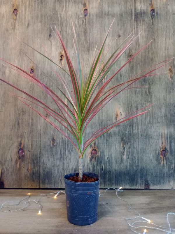 Dracaena Marginta Tricolor Baby" - Image 2