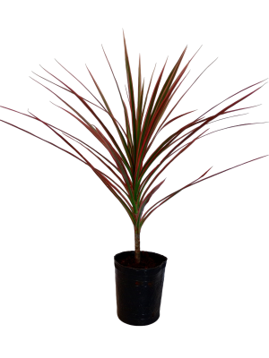 Dracaena Marginta Tricolor Baby"