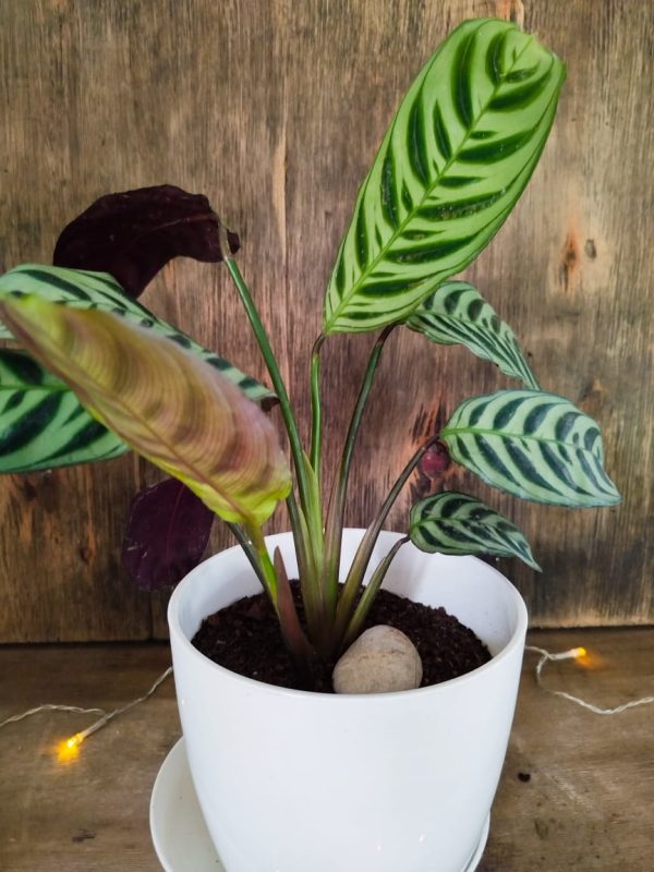Calathea Ctenanthe Setosa Chica + Redonda Premium - Image 2