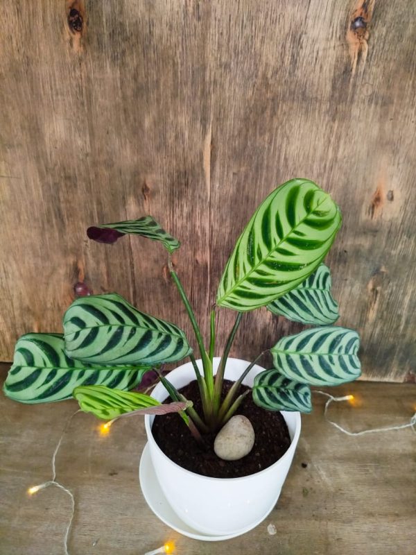 Calathea Ctenanthe Setosa Chica + Redonda Premium - Image 3