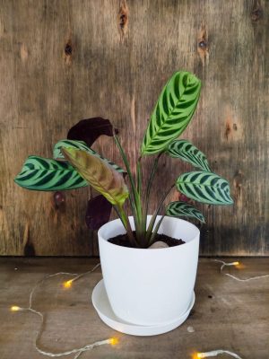 Calathea Ctenanthe Setosa Chica + Redonda Premium