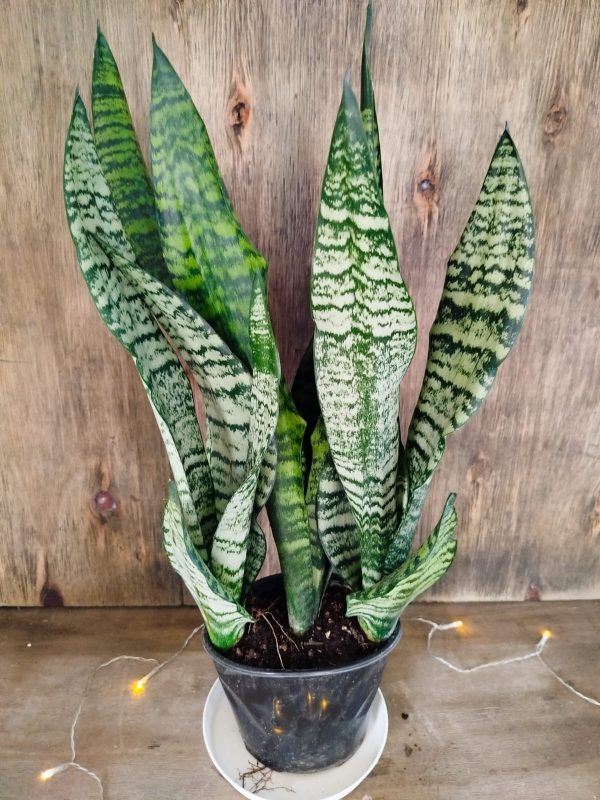 Sansevieria Zeylanica Premium - Image 2
