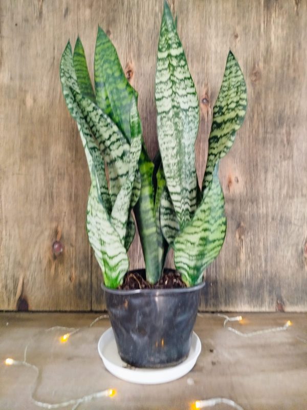 Sansevieria Zeylanica Premium