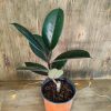 Ficus Elastica Baby - Image 4