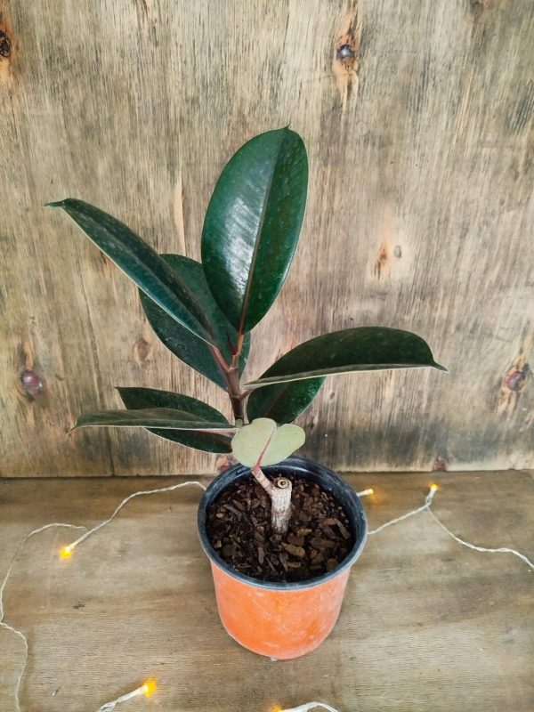 Ficus Elastica Baby - Image 4