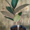 Ficus Elastica Baby - Image 5
