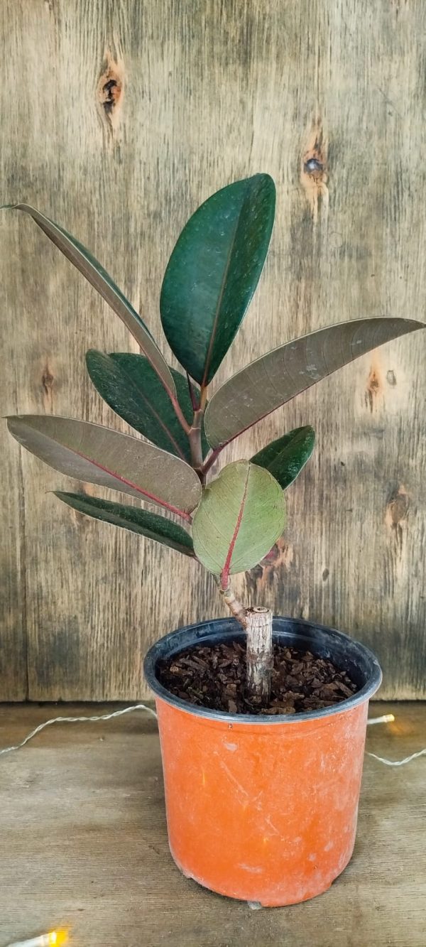Ficus Elastica Baby - Image 5