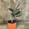 Ficus Elastica Baby - Image 3
