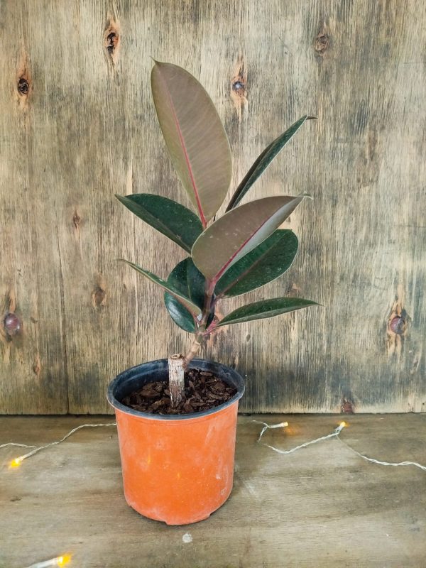 Ficus Elastica Baby - Image 3