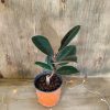 Ficus Elastica Baby