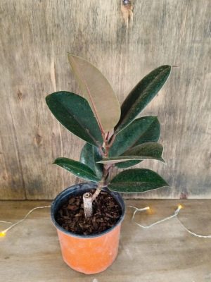 Ficus Elastica Baby