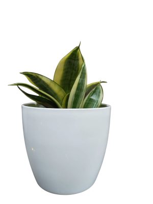 SANSEVIERIA GOLDEN HAHNII: LA PLANTA DE ORO