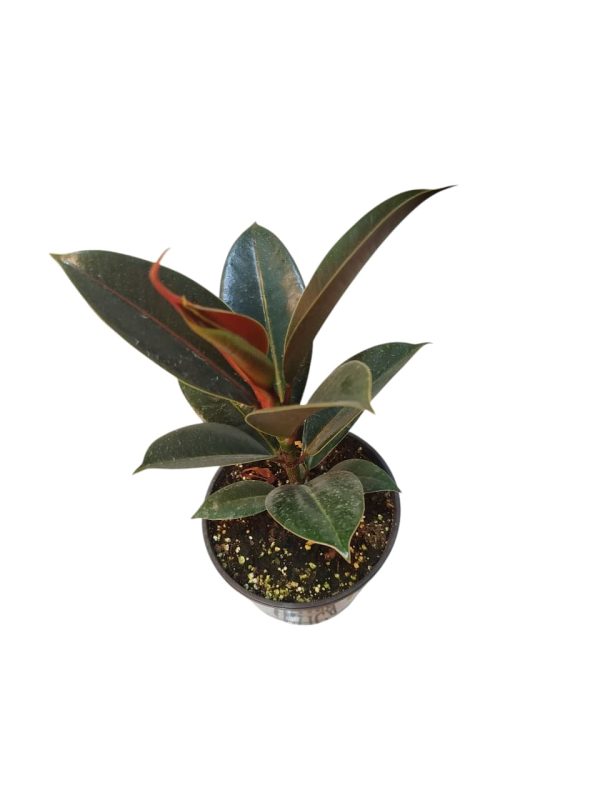 Ficus Elastica Baby. Tu rincón soñado, ahora es posible! 🌿 - Image 4