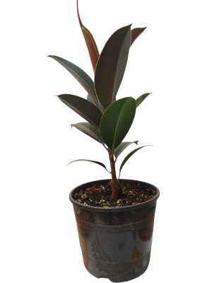 Ficus Elastica Baby. Tu rincón soñado, ahora es posible! 🌿