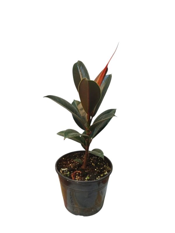 Ficus Elastica Baby. Tu rincón soñado, ahora es posible! 🌿 - Image 3
