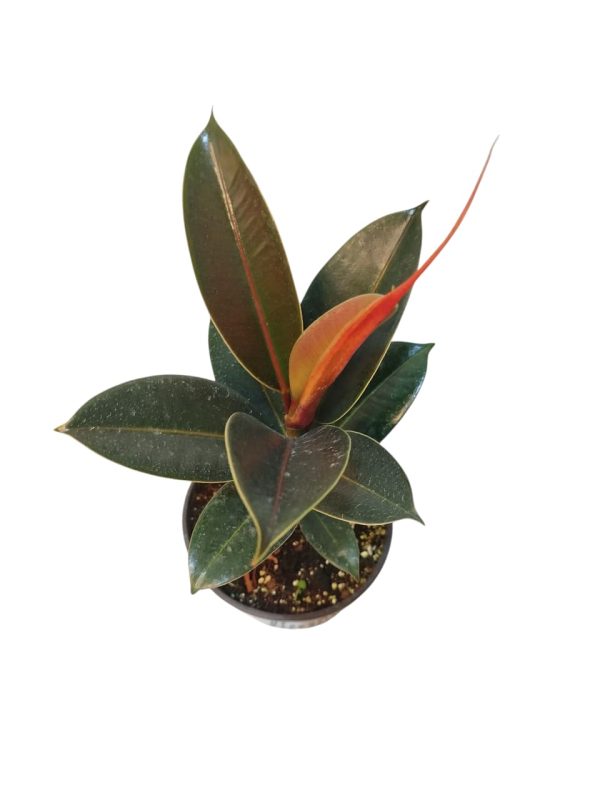 Ficus Elastica Baby. Tu rincón soñado, ahora es posible! 🌿 - Image 2