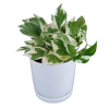 POTUS BLANCO S EN MACETA CERAMICA BLANCA