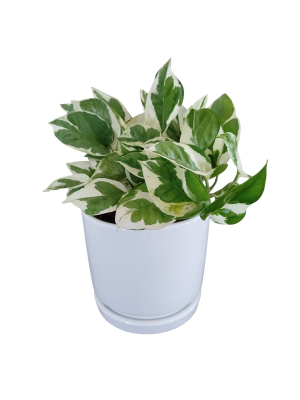 POTUS BLANCO S EN MACETA CERAMICA BLANCA