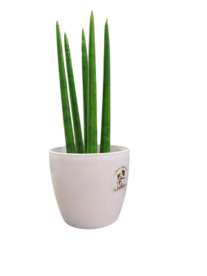 Sansevieria Cilíndrica: Elegancia Minimalista y Resistencia Absoluta 🏛️🌿