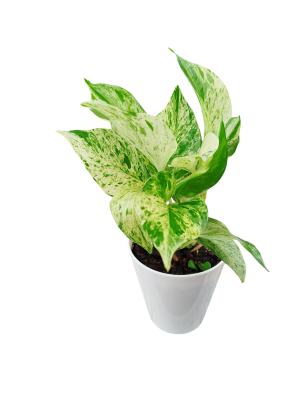 POTUS MARBLE QUEEN ‘MARMOLADO’: LA JOYA VARIEGADA QUE ILUMINA CADA RINCÓN ✨🌿