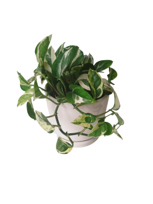 POTUS BLANCO S. EN MACETA CERAMICA BLANCA