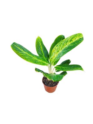 ¡Tu Toque Tropical en Casa: Aglaonema Queen S para un Oasis de Frescura! 🏡✨