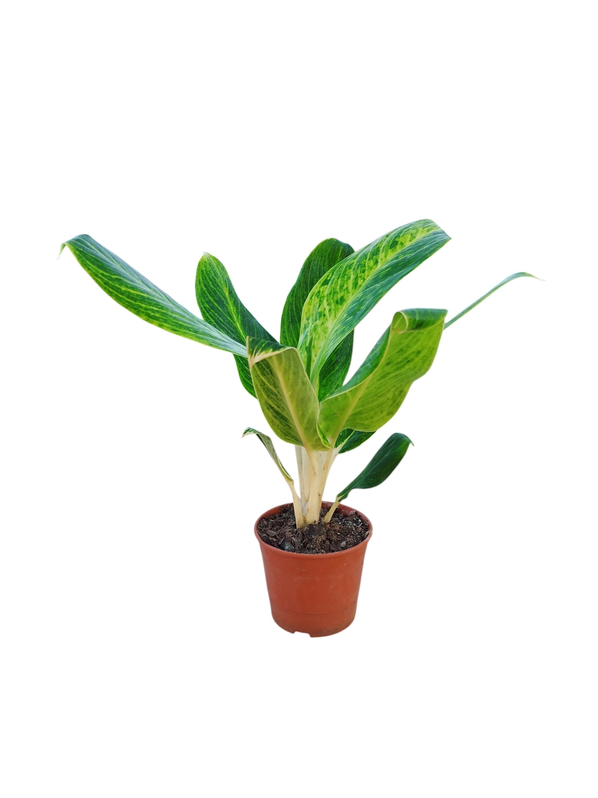 ¡Tu Toque Tropical en Casa: Aglaonema Queen S para un Oasis de Frescura! 🏡✨ - Image 4