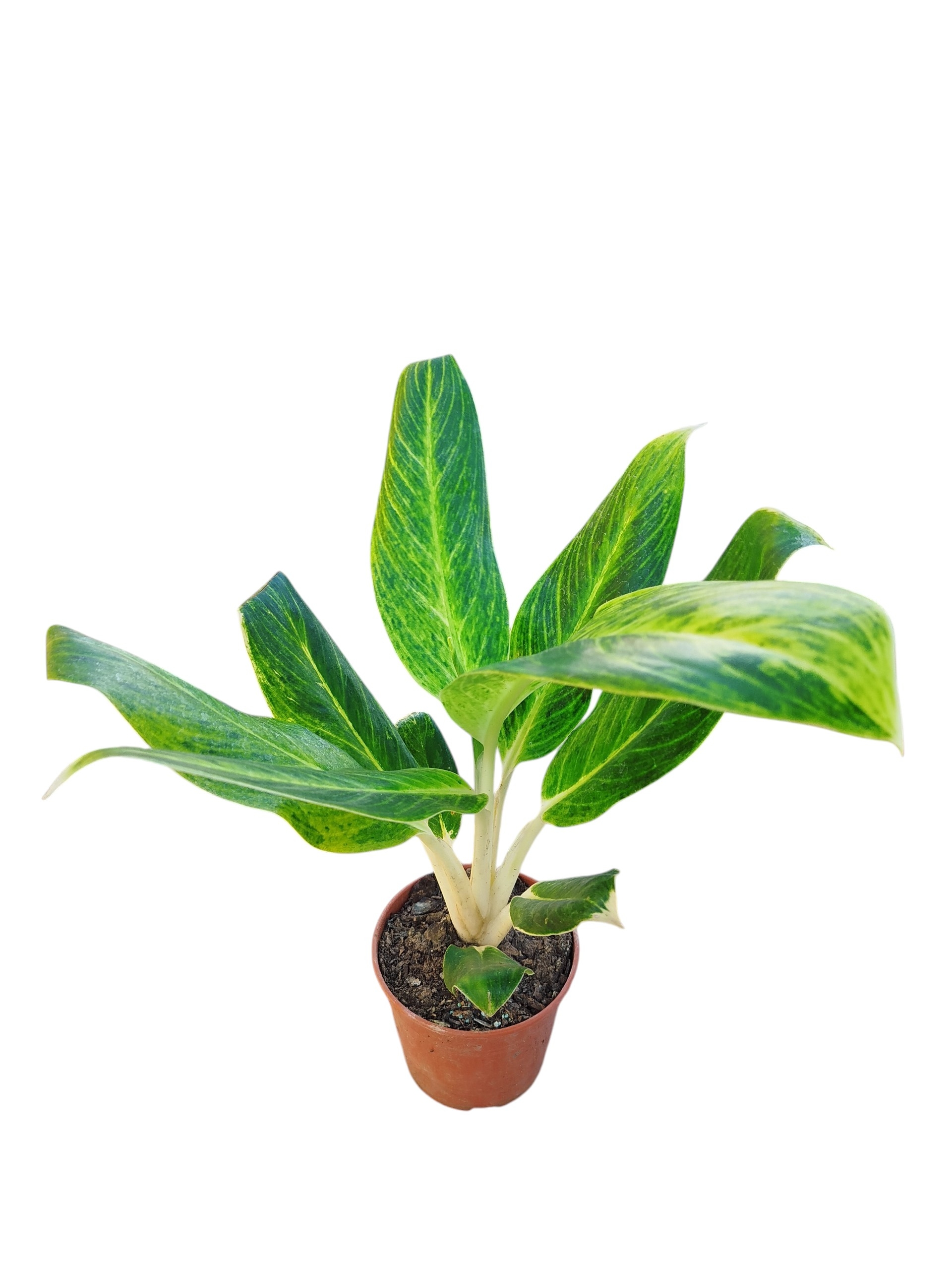 ¡Tu Toque Tropical en Casa: Aglaonema Queen S para un Oasis de Frescura! 🏡✨ - Image 3