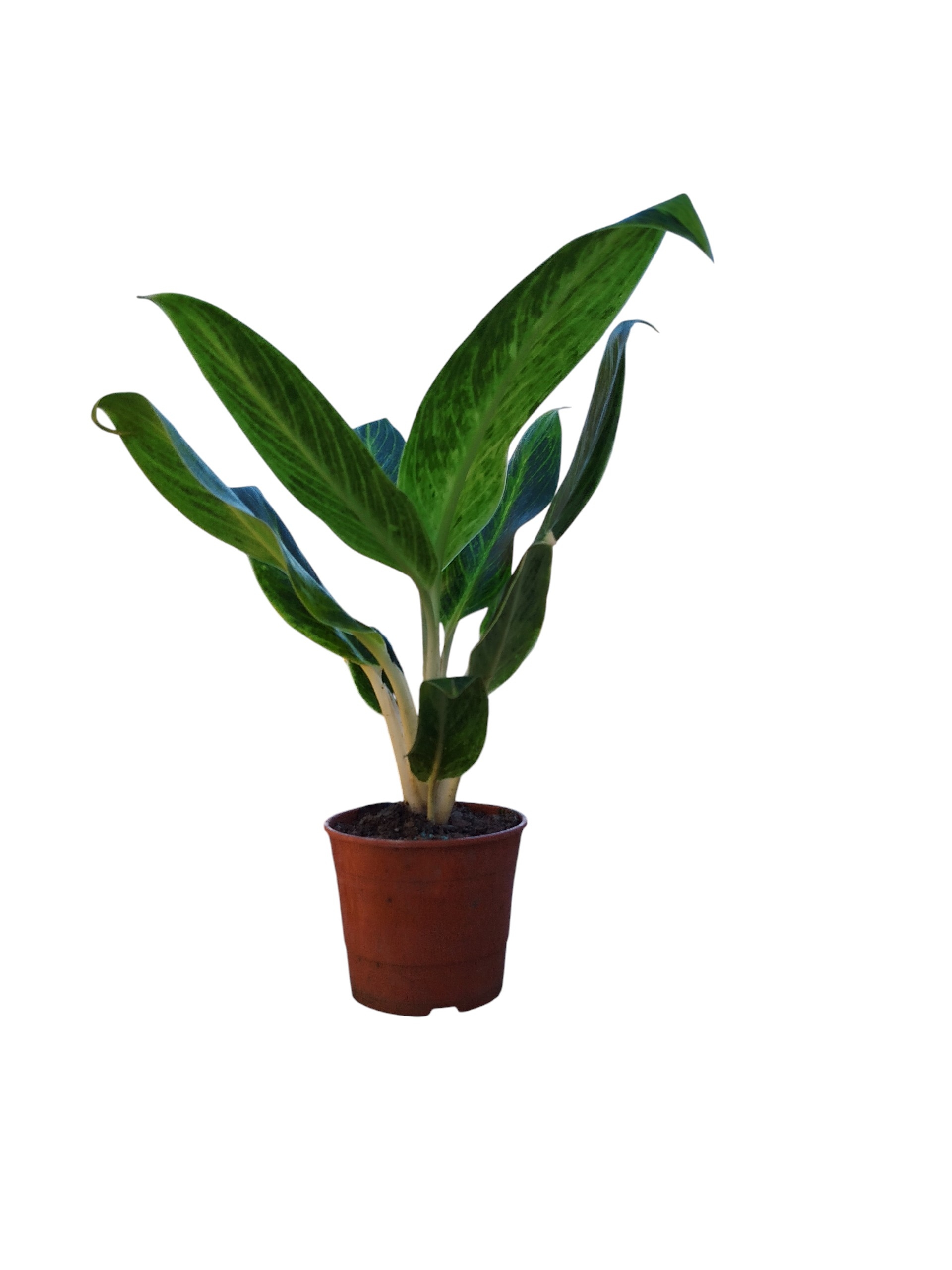 ¡Tu Toque Tropical en Casa: Aglaonema Queen S para un Oasis de Frescura! 🏡✨ - Image 2