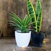 DÚO PURIFICADOR Y ELEGANTE: LAZO DE AMOR & SANSEVIERIA!