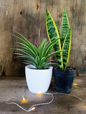 DÚO PURIFICADOR Y ELEGANTE: LAZO DE AMOR & SANSEVIERIA!