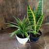 DÚO PURIFICADOR Y ELEGANTE: LAZO DE AMOR & SANSEVIERIA! - Image 2