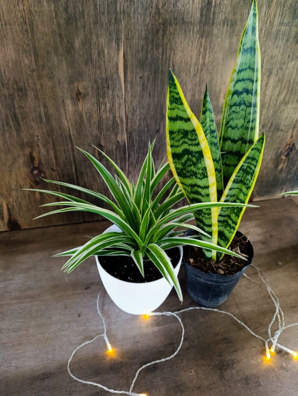 DÚO PURIFICADOR Y ELEGANTE: LAZO DE AMOR & SANSEVIERIA! - Image 2