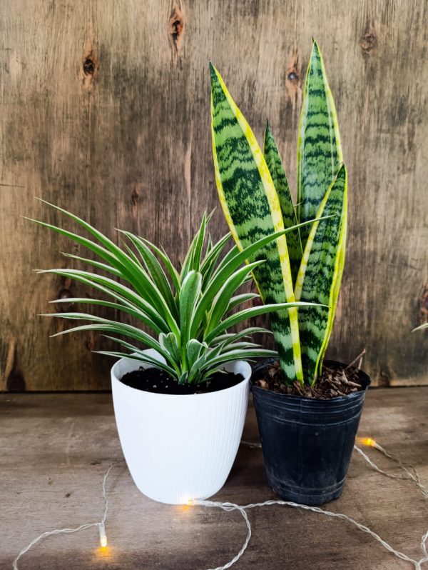 DÚO PURIFICADOR Y ELEGANTE: LAZO DE AMOR & SANSEVIERIA! - Image 3