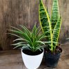DÚO PURIFICADOR Y ELEGANTE: LAZO DE AMOR & SANSEVIERIA! - Image 4