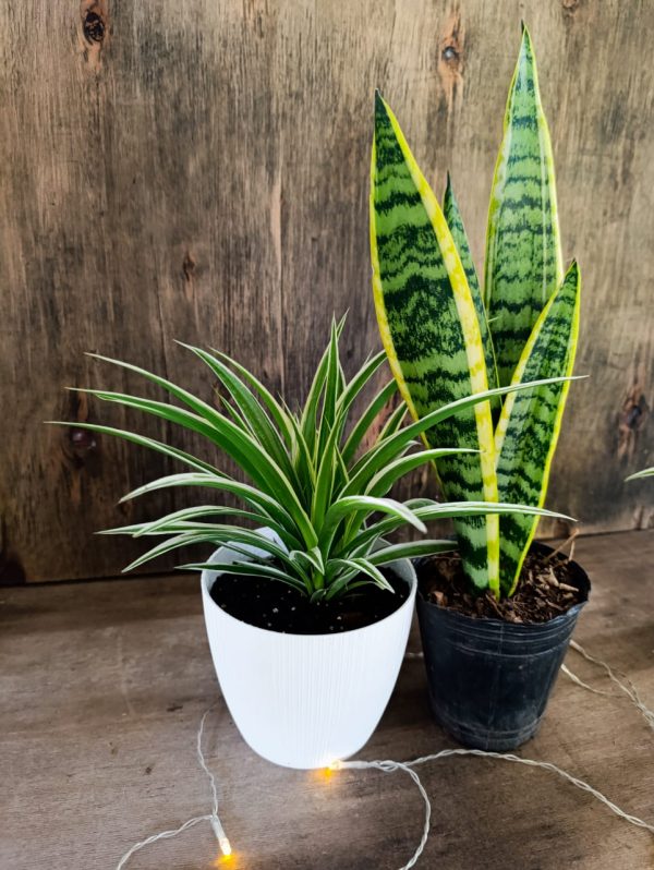 DÚO PURIFICADOR Y ELEGANTE: LAZO DE AMOR & SANSEVIERIA! - Image 4