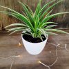 DESCUBRE LA PLANTA CINTA: BELLEZA QUE PURIFICA TU HOGAR! 🌿✨ - Image 3