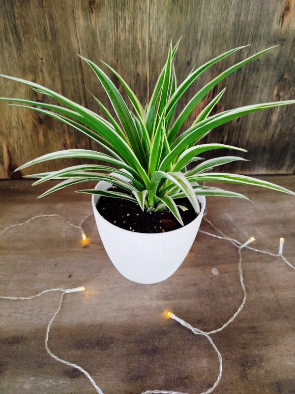 DESCUBRE LA PLANTA CINTA: BELLEZA QUE PURIFICA TU HOGAR! 🌿✨ - Image 3