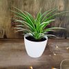 DESCUBRE LA PLANTA CINTA: BELLEZA QUE PURIFICA TU HOGAR! 🌿✨